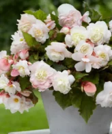 Bégonia (blanc)