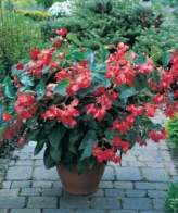 Bégonia Dragon Wing (rouge)
