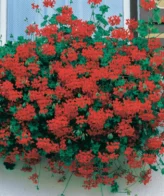 Géranium Lierre rouge