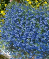 Lobelia