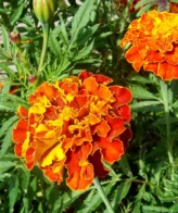 Œillet d’Inde flammé