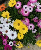 Osteospermum