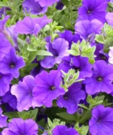 Surfinia violet foncé