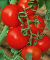 Tomate Grappe précoce